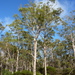 Eucalyptus bosistoana - Photo (c) Dean Nicolle, algunos derechos reservados (CC BY-NC), subido por Dean Nicolle