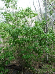 Handroanthus impetiginosus