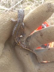 Ambystoma macrodactylum macrodactylum