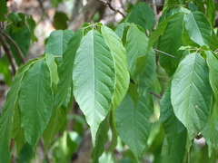 Handroanthus impetiginosus