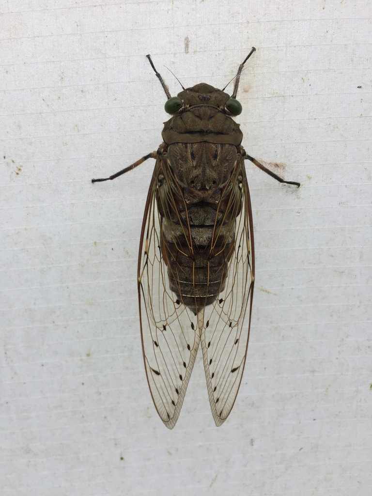 Platylomia flavida