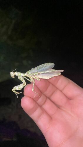 Thistle Mantis