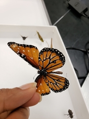 Danaus gilippus