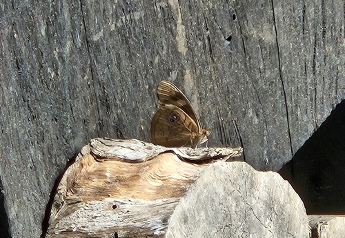 Eunica brunnea