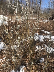 Salix gracilistyla