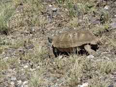 Chelonoidis chilensis