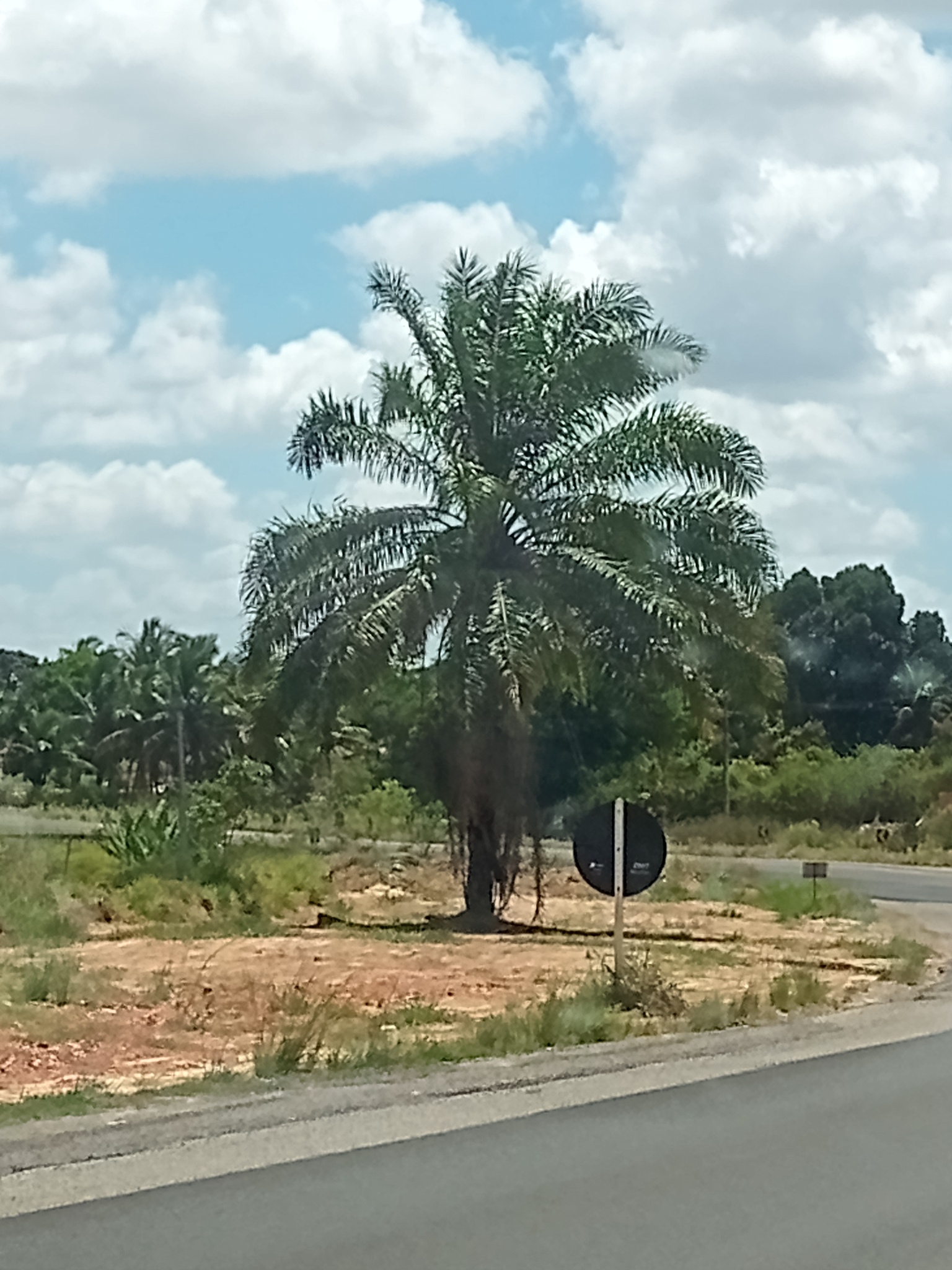 Elaeis guineensis