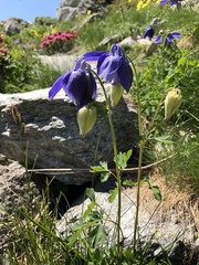 Aquilegia alpina