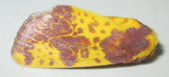 Copifrontia xantherythra