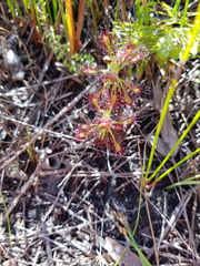 Drosera glabripes