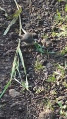 Curruca crassirostris