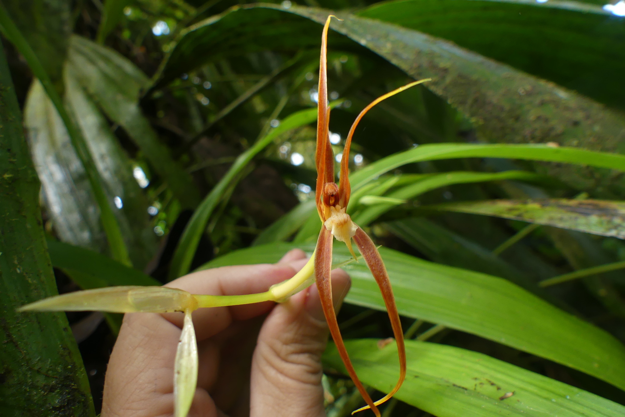 Ada ocanensis (Lindl.) N.H.Williams