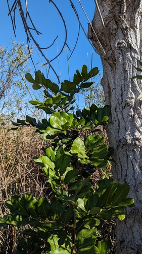 iNaturalist observation photo of Tuckeroo