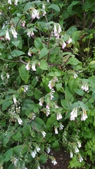 Symphytum brachycalyx