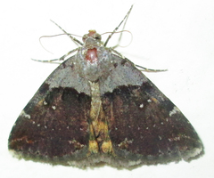 Plecopterodes moderata