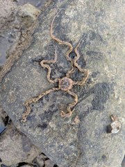 Macrophiothrix
