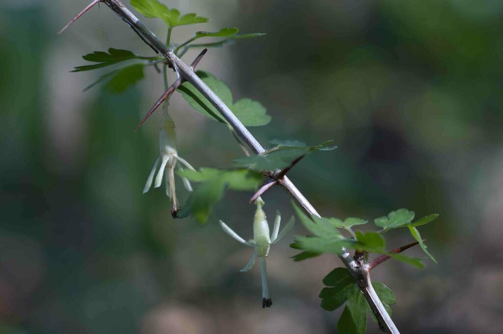 Miccosukee Gooseberry