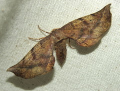 Parepisparis excusata