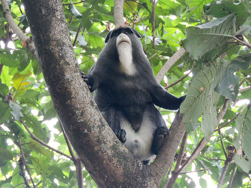 De Brazza's Monkey