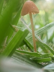 Agaricales