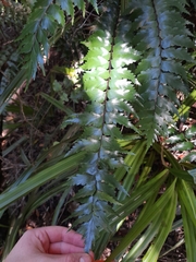 Asplenium polyodon image