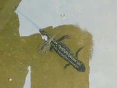 Cynops ensicauda popei