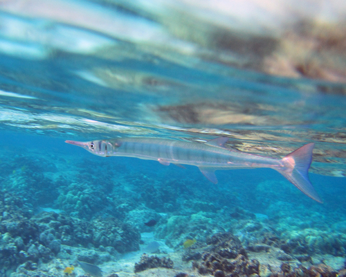 Houndfish, photo 7 of 9