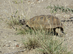 Chelonoidis chilensis