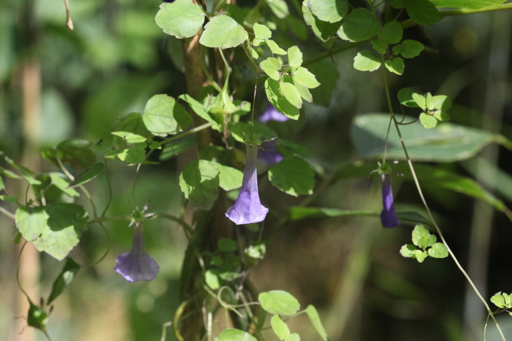 Codonopsis gracilis (Codonopsis gracilis)