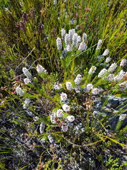 Spatalla mollis