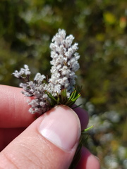 Spatalla mollis