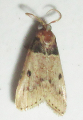 Loryma basalis