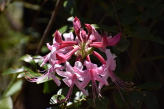 Rhododendron prinophyllum