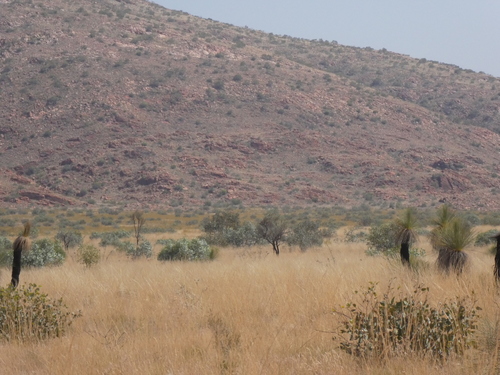 Image of Xanthorrhoea thorntonii by (c) Em Lamond, some rights reserved (CC BY)
