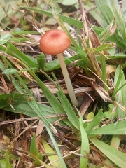 Agaricales