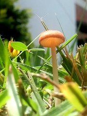 Agaricales