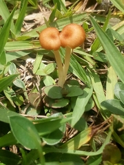 Agaricales