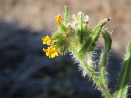 Image of Amsinckia calycina by (c) Nicolas Olejnik, some rights reserved (CC BY)