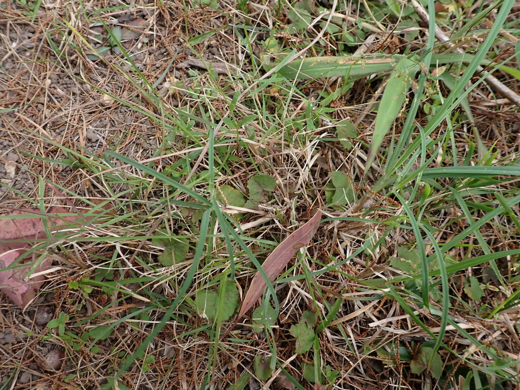 Swamp pennywort from Wallaman QLD 4850, Australia on August 25, 2023 at ...