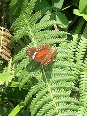 Anartia amathea