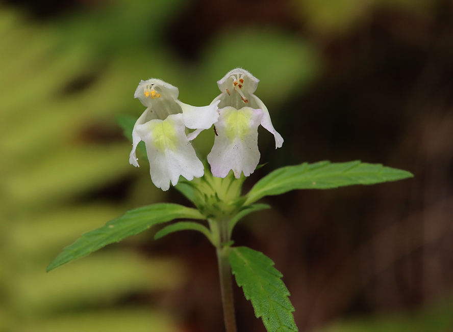 Galeopsis segetum