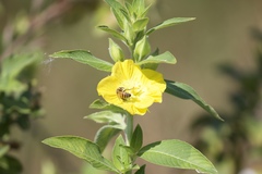 Primulaceae