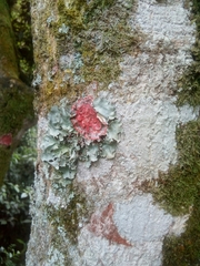 Herpothallon