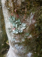 Herpothallon