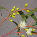 Eucalyptus leucoxylon stephaniae - Photo (c) Dean Nicolle, osa oikeuksista pidätetään (CC BY-NC), lähettänyt Dean Nicolle