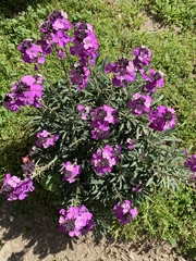 Matthiola incana