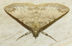 Syneora hemeropa