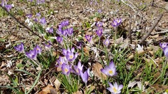 Crocus