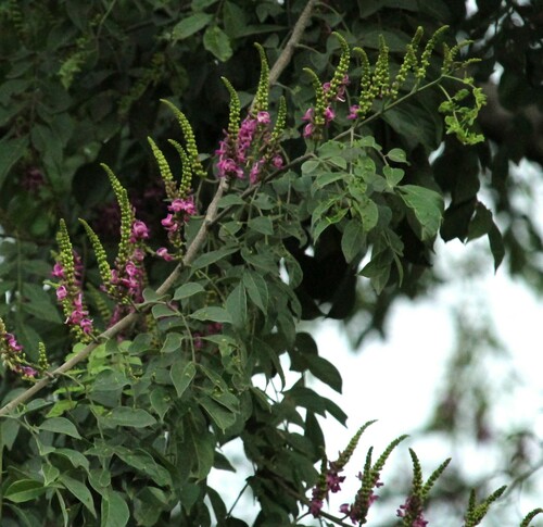 Lonchocarpus minimiflorus - Whole tree