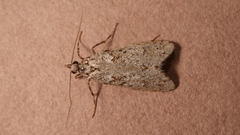 Diurnea fagella